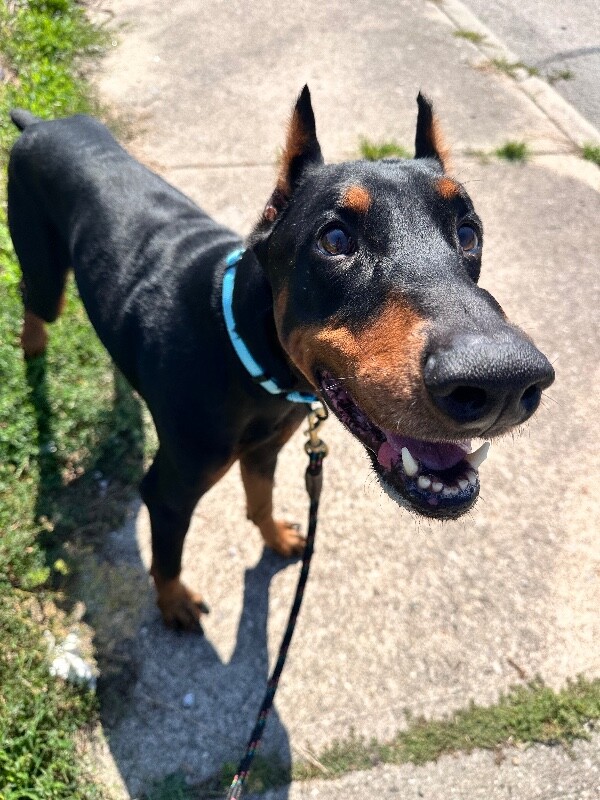 View Thrive the Dog Photo #2