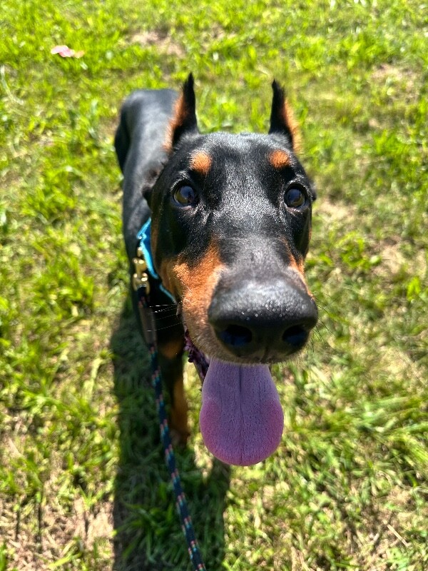 Help Rehome This Dog Thrive