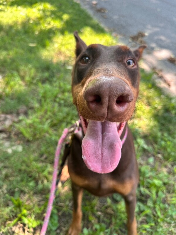 Help Rehome This Dog Bloom