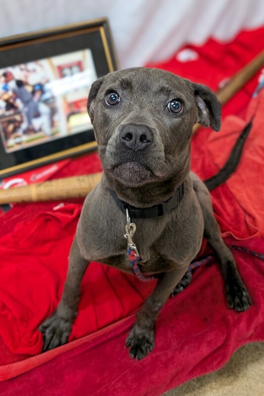 Learn More About Queen Queen - Dog
