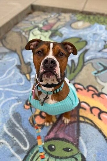 View Thadias the Dog Photo #16