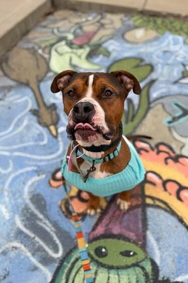 View Thadias the Dog Photo #4