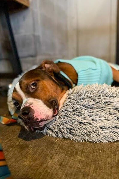 View Thadias the Dog Photo #18