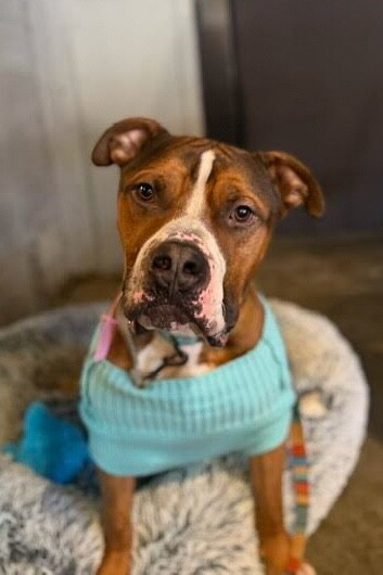 View Thadias the Dog Photo #12