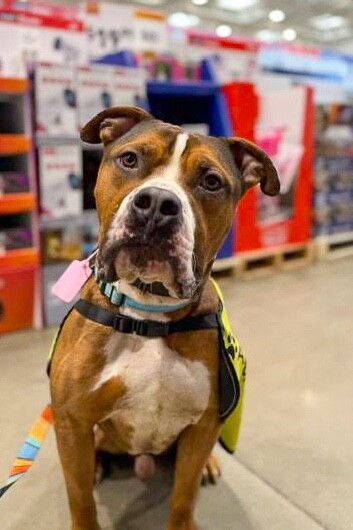 View Thadias the Dog Photo #14