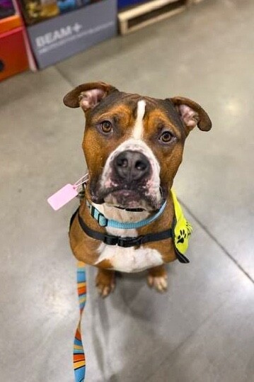 View Thadias the Dog Photo #13