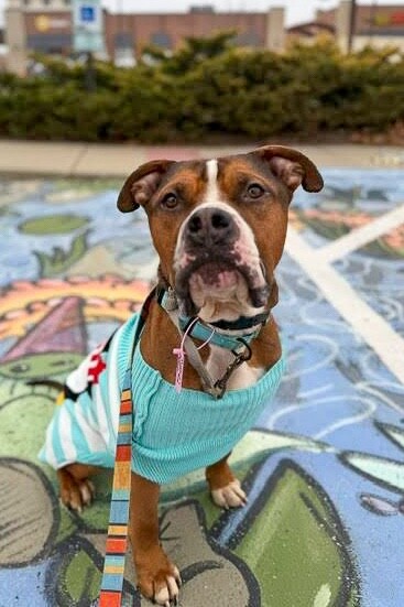 View Thadias the Dog Photo #15