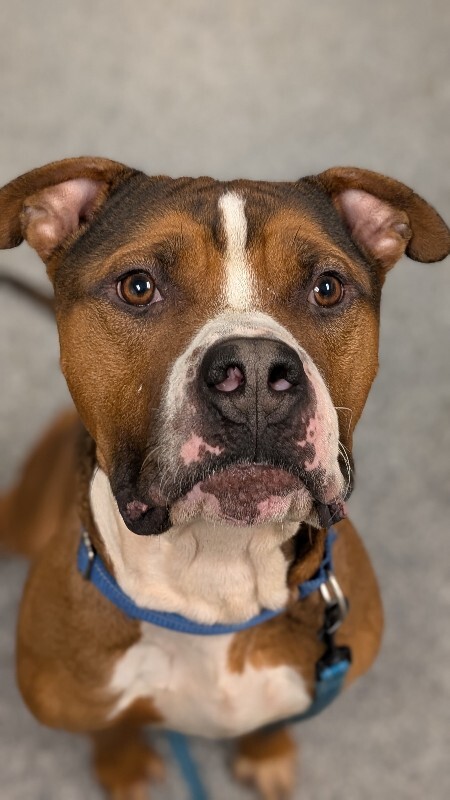 View Thadias the Dog Photo #10