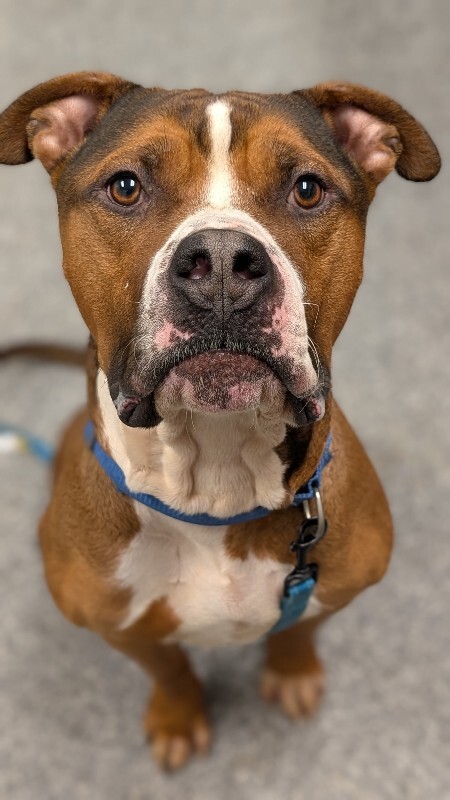 View Thadias the Dog Photo #11