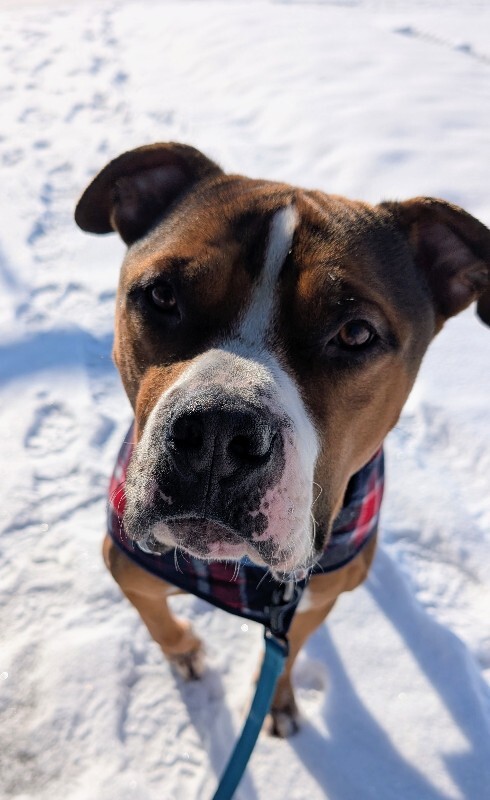 View Thadias the Dog Photo #9