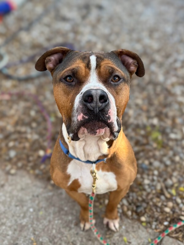 View Thadias the Dog Photo #5