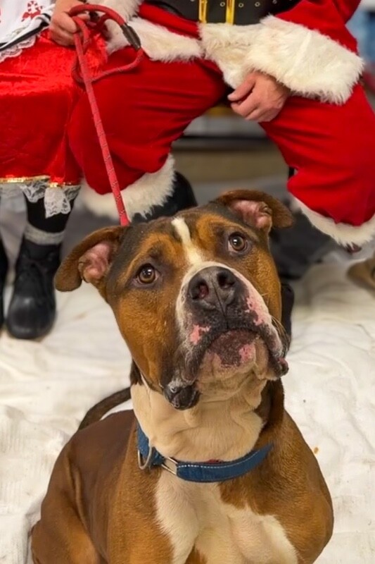 View Thadias the Dog Photo #6