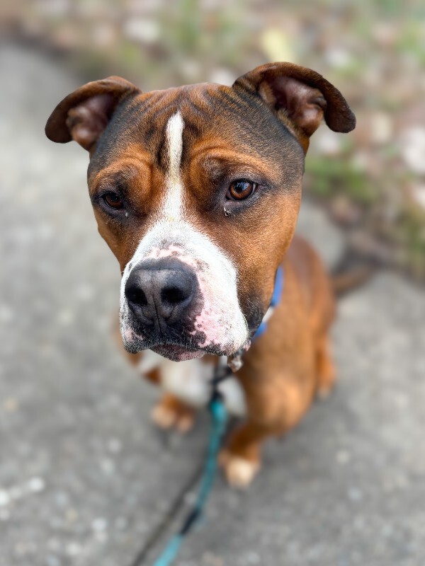 View Thadias the Dog Photo #7