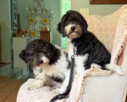 Learn More About this dog 3f34edea 39d8 44c4 a551 839006c17f8d