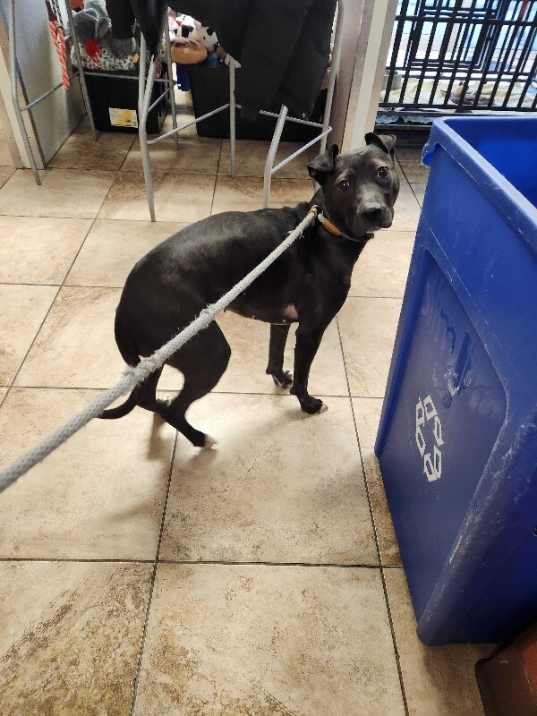 View Fairylight the Dog Photo #3