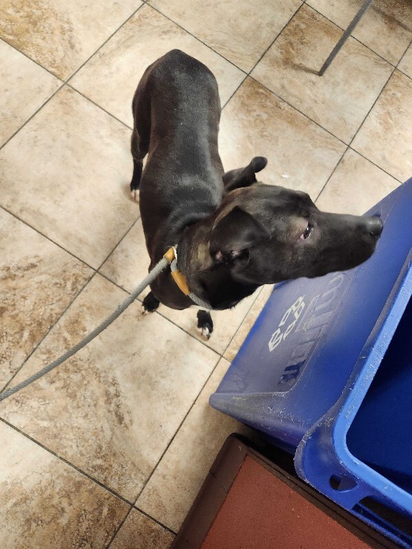 View Fairylight the Dog Photo #2