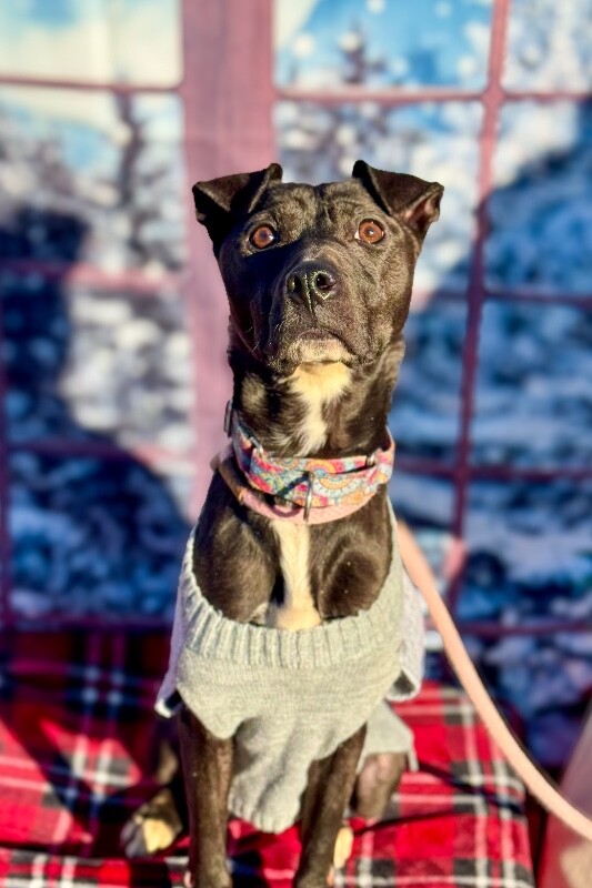 View Fairylight the Dog Photo #4