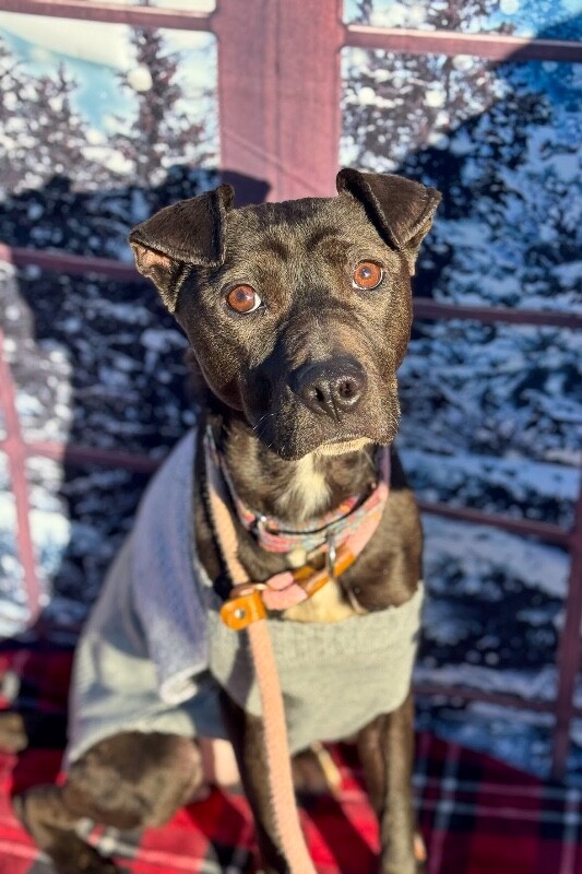 View Fairylight the Dog Photo #2