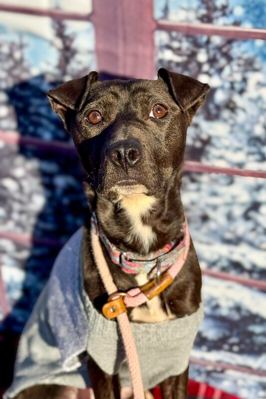 View Fairylight the Dog Photo #3