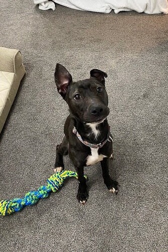 View Fairylight the Dog Photo #6