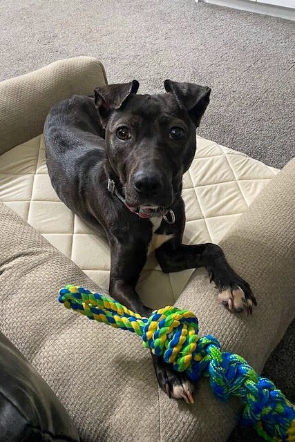 View Fairylight the Dog Photo #7