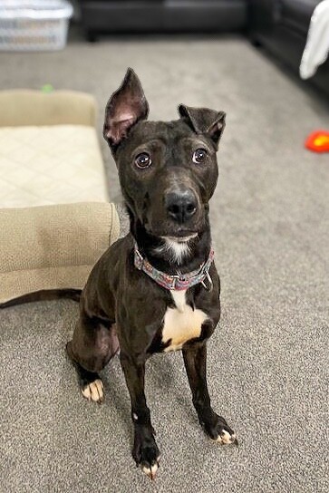 View Fairylight the Dog Photo #5