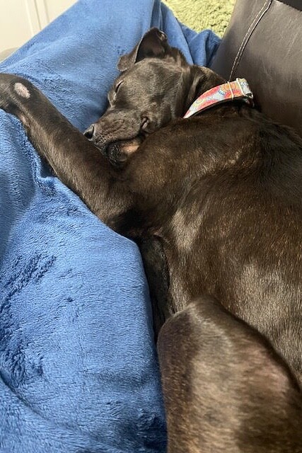 View Fairylight the Dog Photo #8