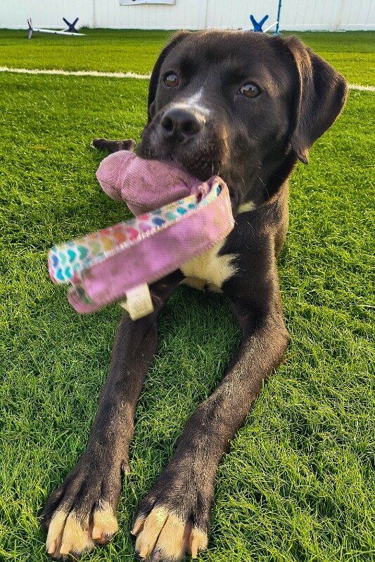 View Thane the Dog Photo #3