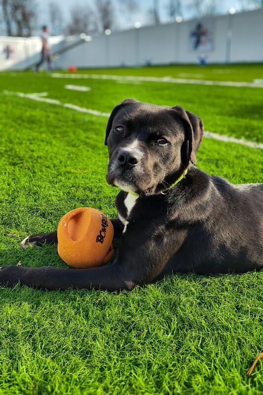 View Thane the Dog Photo #13