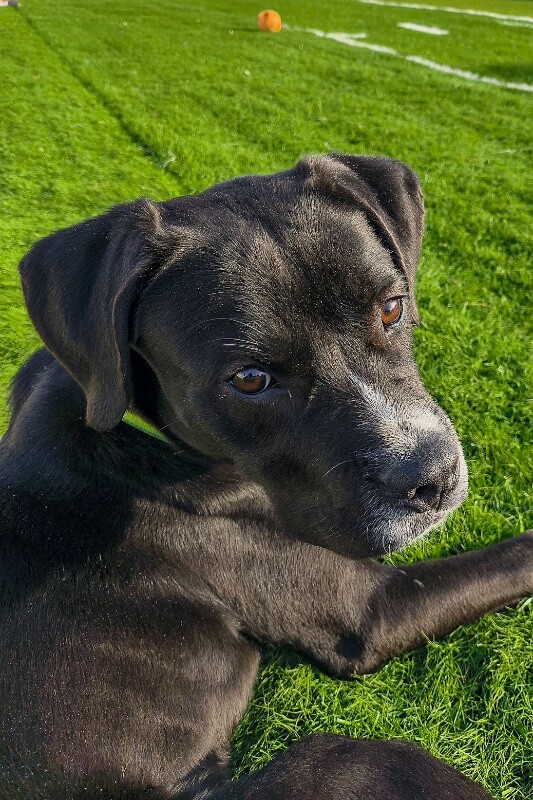 View Thane the Dog Photo #14