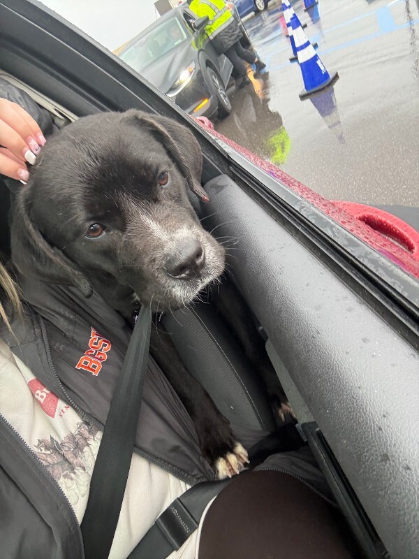 View Thane the Dog Photo #12