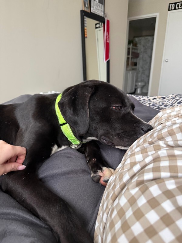 View Thane the Dog Photo #9