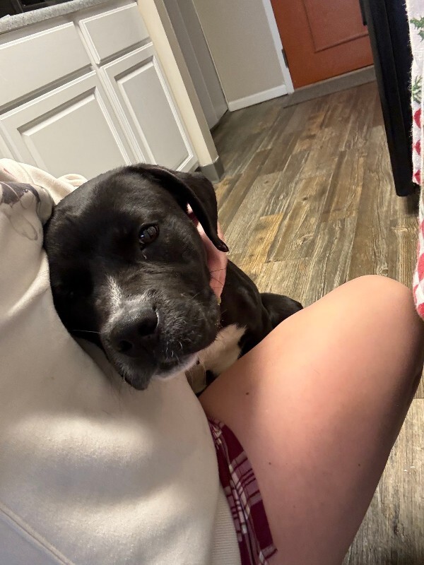 View Thane the Dog Photo #5