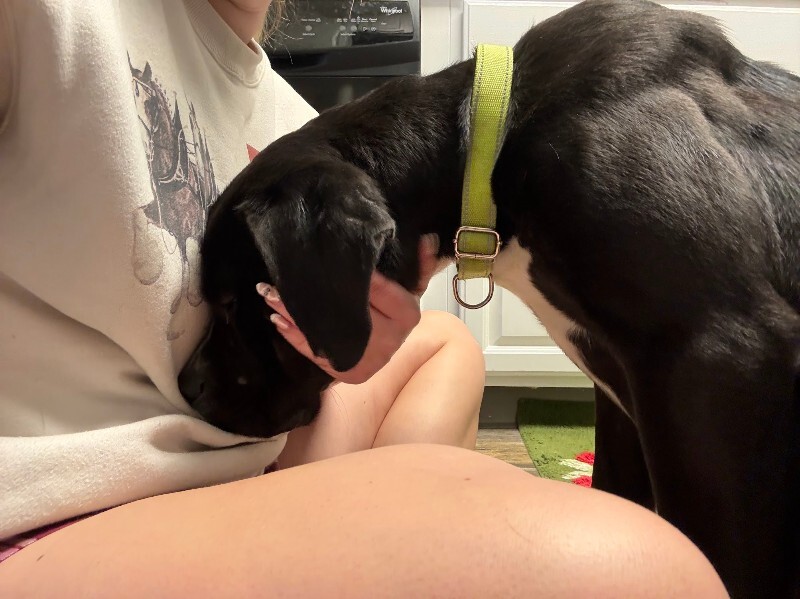 View Thane the Dog Photo #8