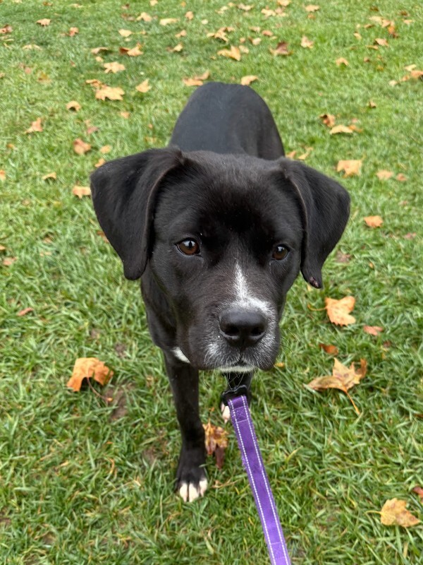 View Thane the Dog Photo #4