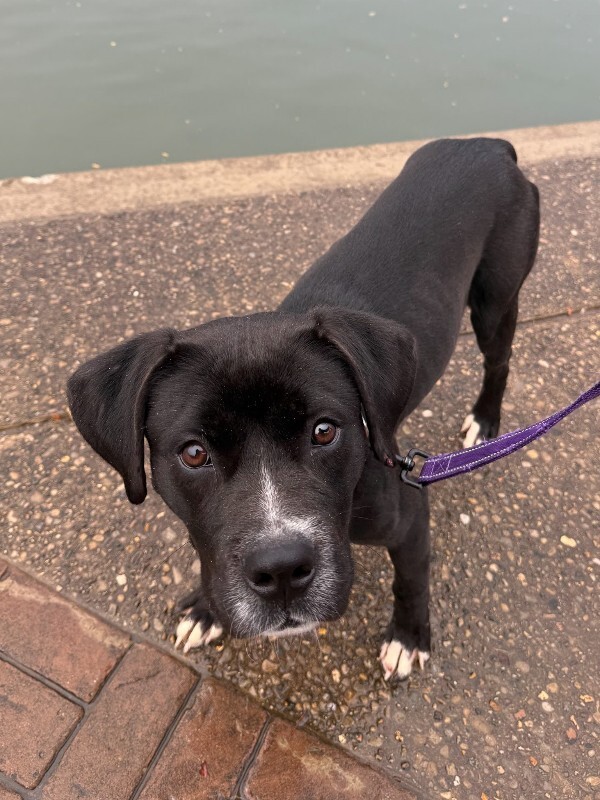 View Thane the Dog Photo #7