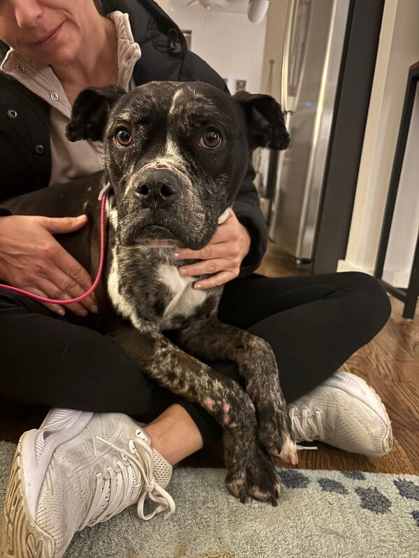 View Veggie Dip the Dog Photo #10