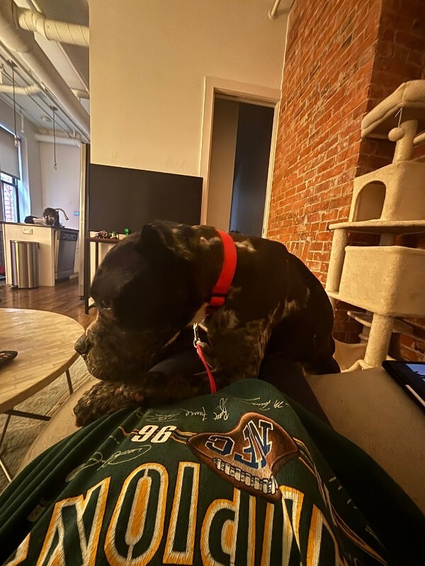 View Veggie Dip the Dog Photo #13