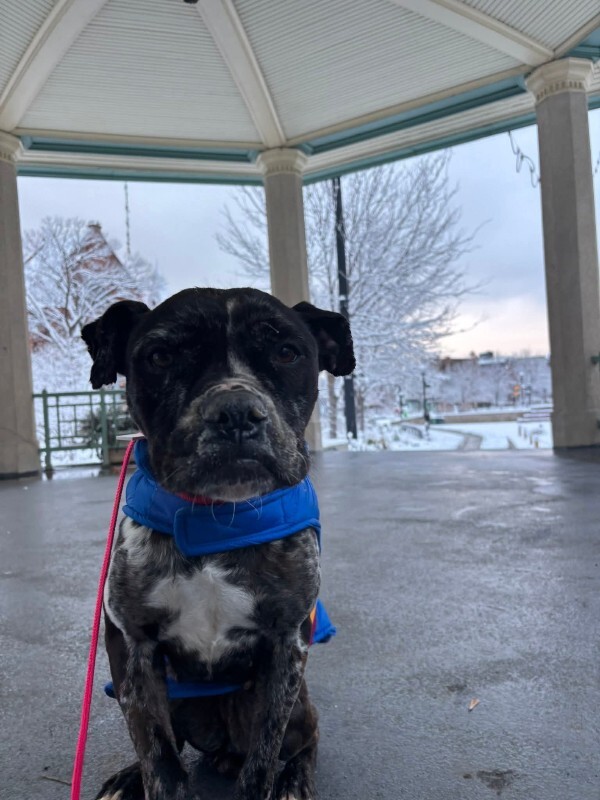 View Veggie Dip the Dog Photo #9