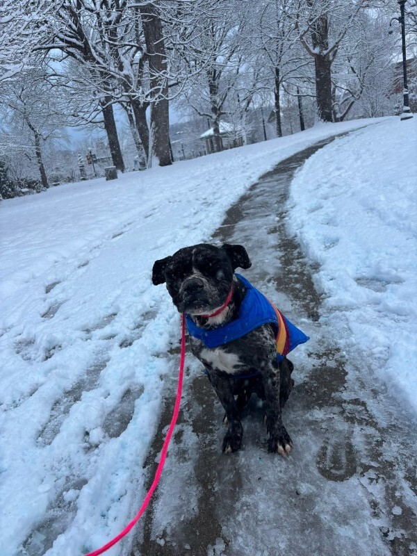 View Veggie Dip the Dog Photo #11