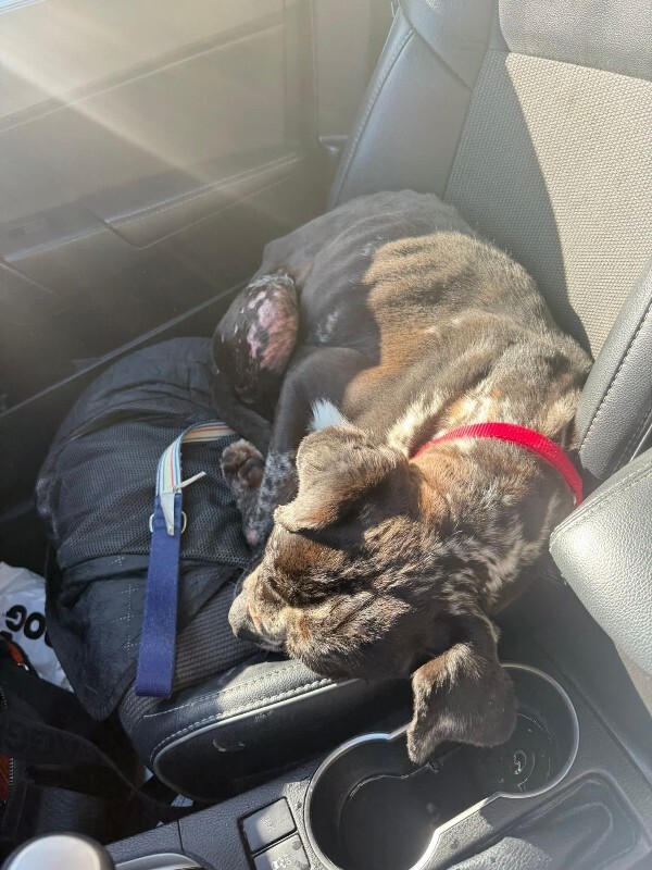 View Veggie Dip the Dog Photo #14