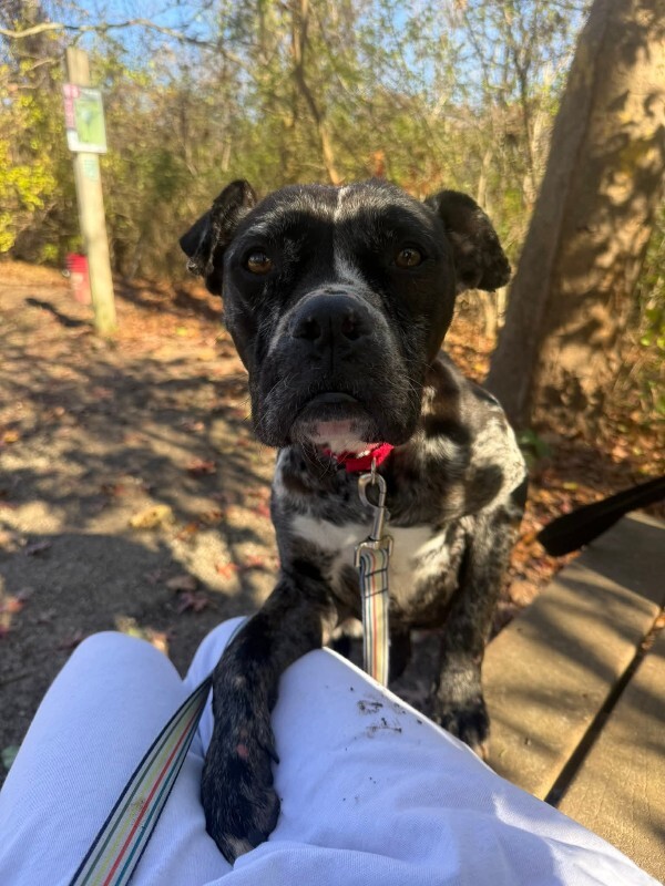 View Veggie Dip the Dog Photo #6