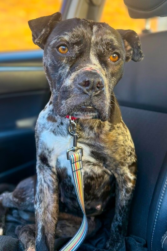 View Veggie Dip the Dog Photo #5