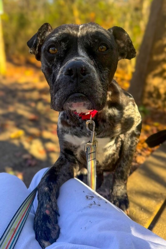 View Veggie Dip the Dog Photo #4