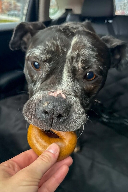 View Veggie Dip the Dog Photo #12