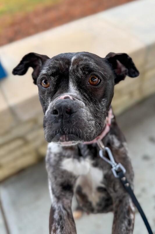 View Veggie Dip the Dog Photo #7