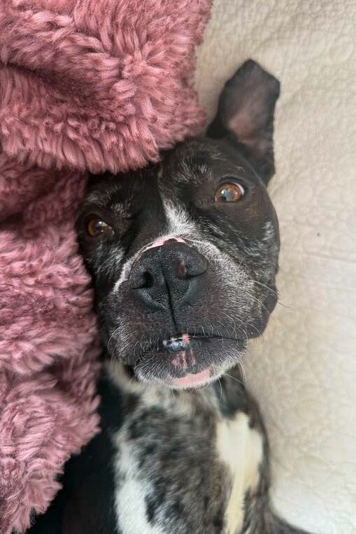 View Veggie Dip the Dog Photo #16