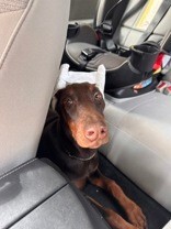 Learn More About this dog 648d7c25 5361 454d 91ef e44b6ab9010f tn1