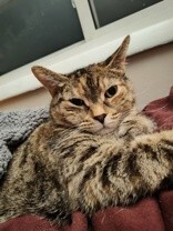 Learn More About this cat 1a9328a9 38c2 4871 95ca a50c2941df23 tn1