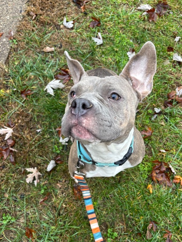 View Natasha the Dog Photo #7